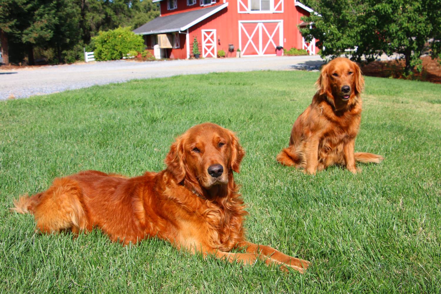 Penny (Dam) and Copper (Sire) by the barn