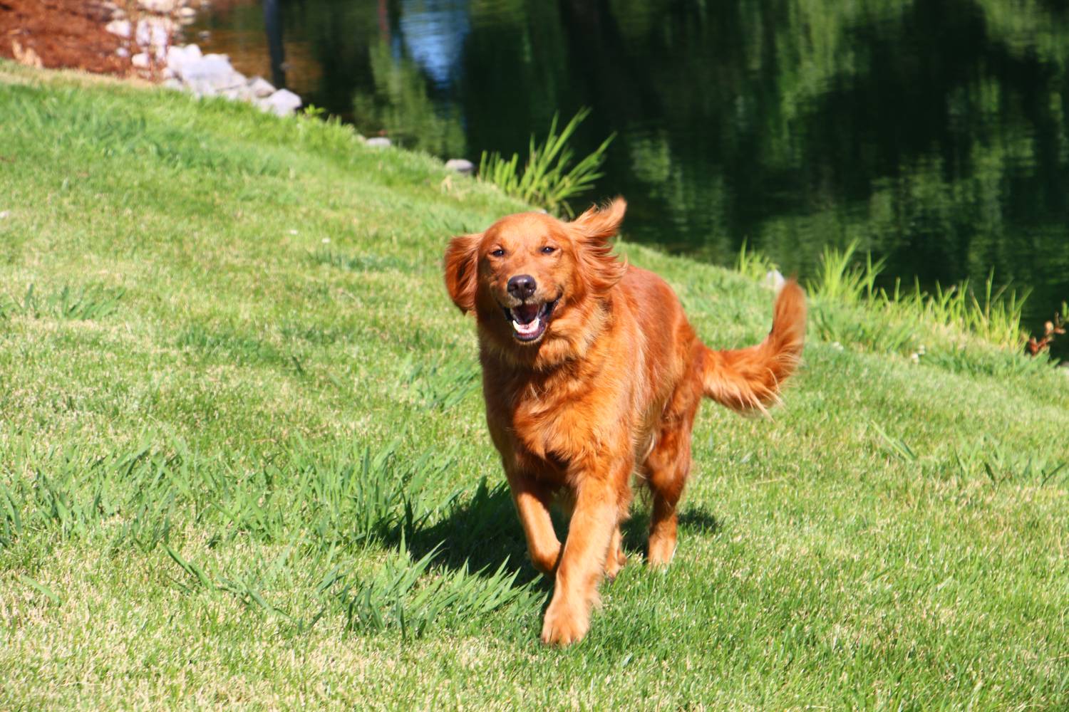 Penny (Dam) by the pond
