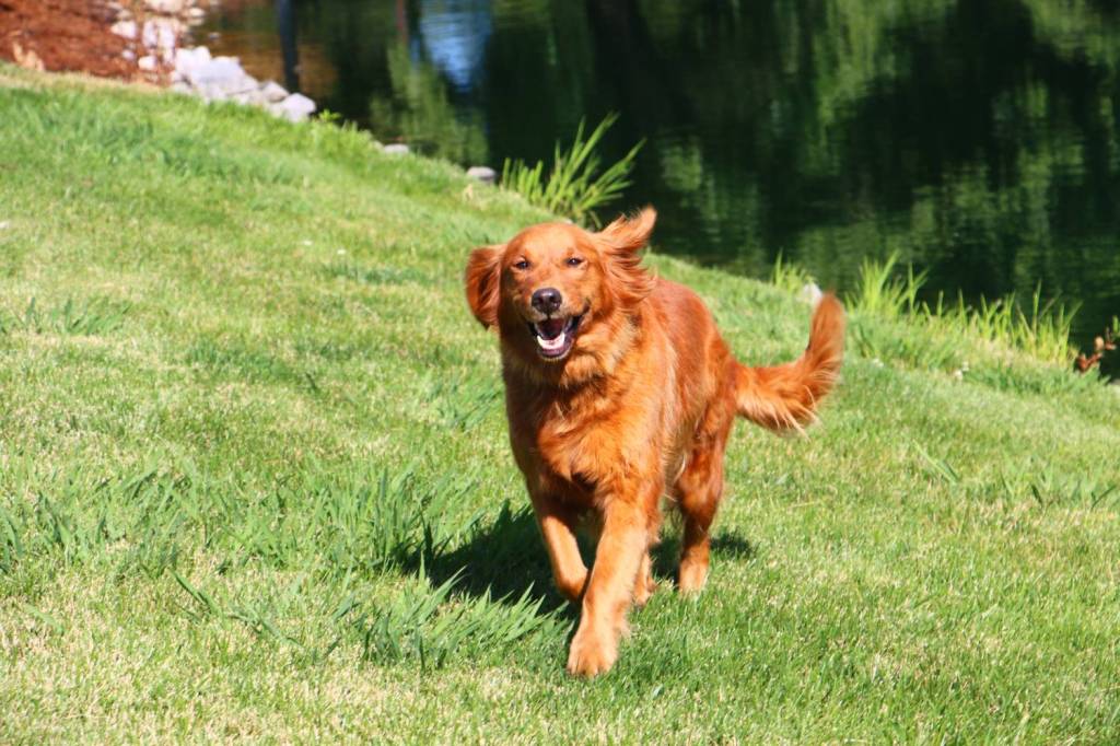 Penny (Dam) by the pond